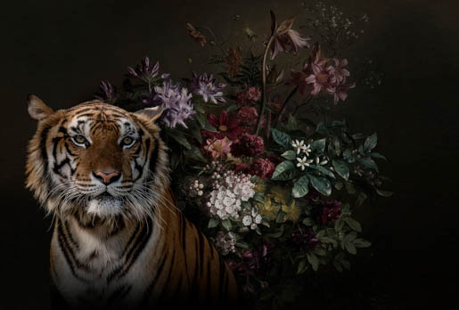 MPlus Chamäleon 2029 L9060-164 90x60cm Wildlife 1 Leinwand