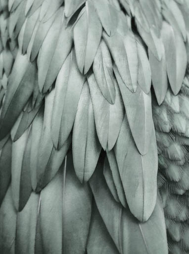 MPlus Chamäleon 2029 V100-173 200x270cm Feathers 2 Strukturvlies