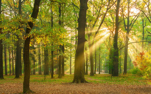 MPlus Chamäleon 2029 V600-261 400x250cm Eichenwald 130 g/qm Mattvlies