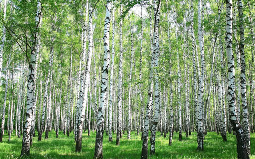 MPlus Chamäleon 2029 V200-265 400x250cm Birkenwald 200g/qm Premiumvlies
