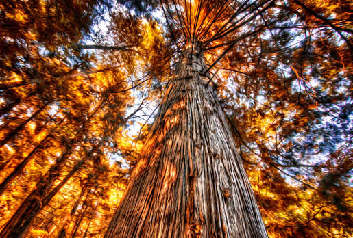 MPlus Chamäleon 2029 V100-266 400x270cm Glühender Baum Strukturvlies