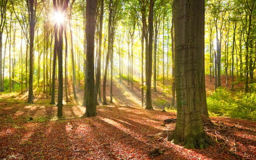 MPlus Chamäleon 2029 L9060-267 90x60cm Sonne im Wald Leinwand