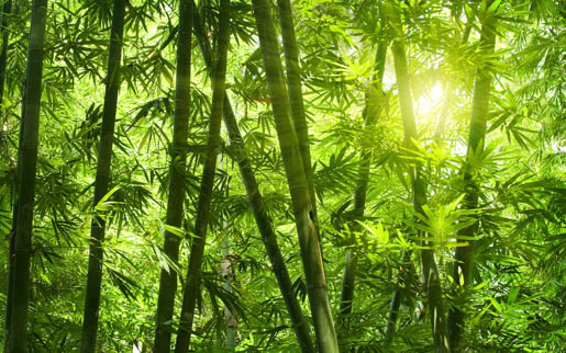 MPlus Chamäleon 2029 V100-270 400x250cm Bambusnatur Strukturvlies