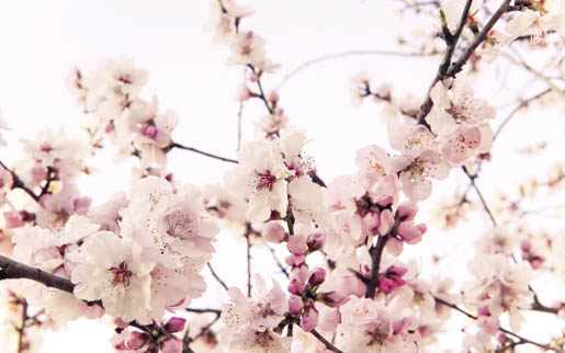 MPlus Chamäleon 2029 V100-277 400x250cm Kirschblüte Strukturvlies