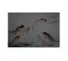 MPlus Chamäleon 2029 V200-181 400x270cm Dancing Kois 2 200g/qm Premiumvlies