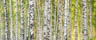 MPlus Chamäleon 2029 V100-264 400x270cm Birch Forest Strukturvlies