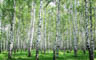 MPlus Chamäleon 2029 V200-265 400x250cm Birkenwald 200g/qm Premiumvlies