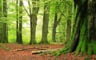 MPlus Chamäleon 2029 V100-268 400x250cm Moosbäume Strukturvlies