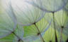 MPlus Chamäleon 2029 V100-276 400x250cm Pusteblumen Strukturvlies